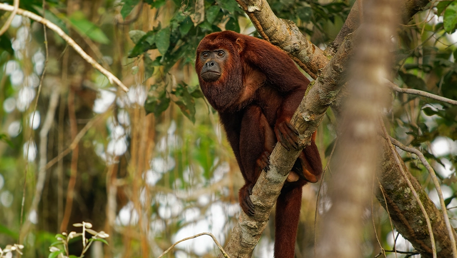 Ecuador_Amazon_Red howler