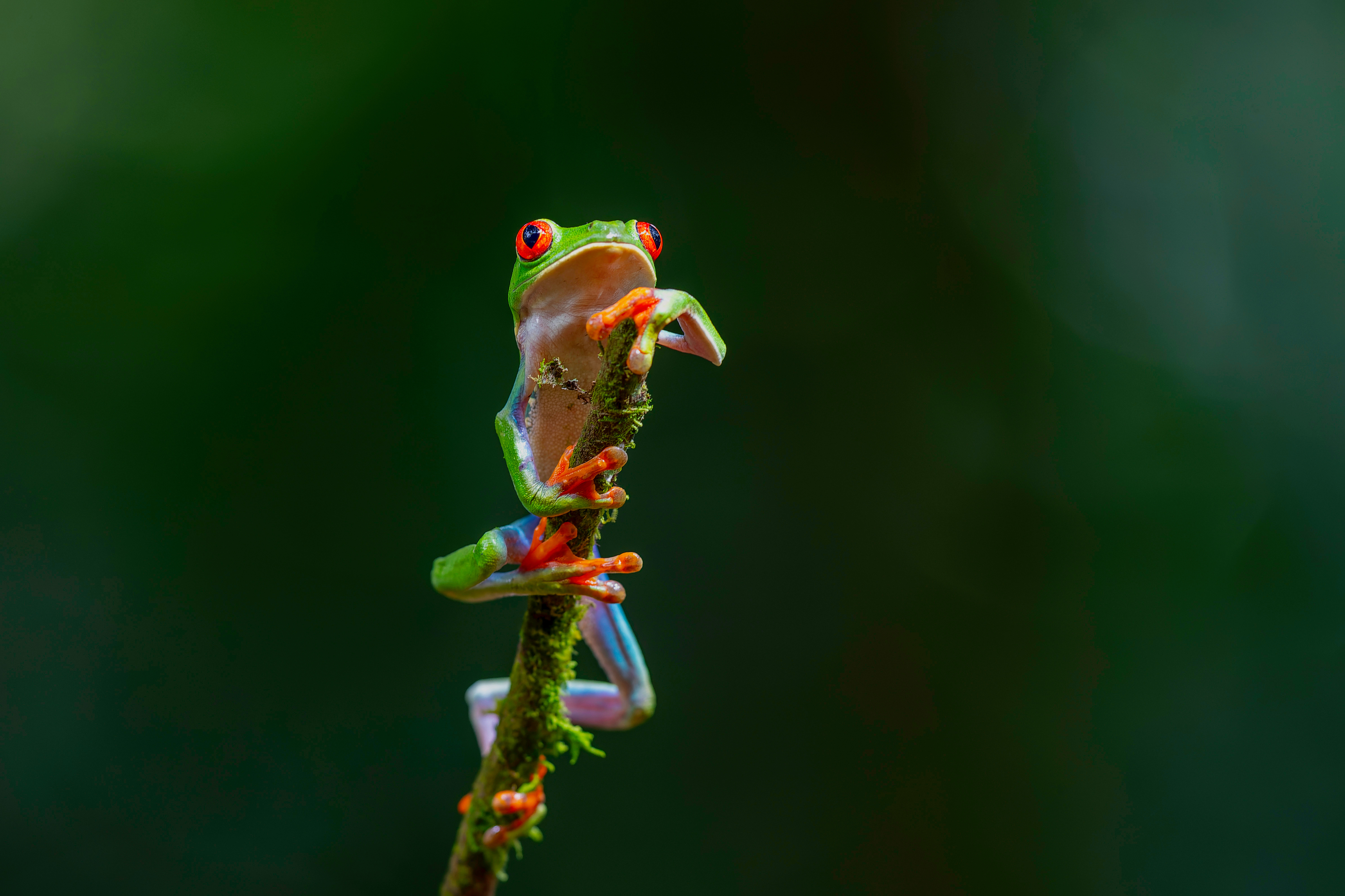 Costa_Rica_Red_Eyed_Tree_Frog