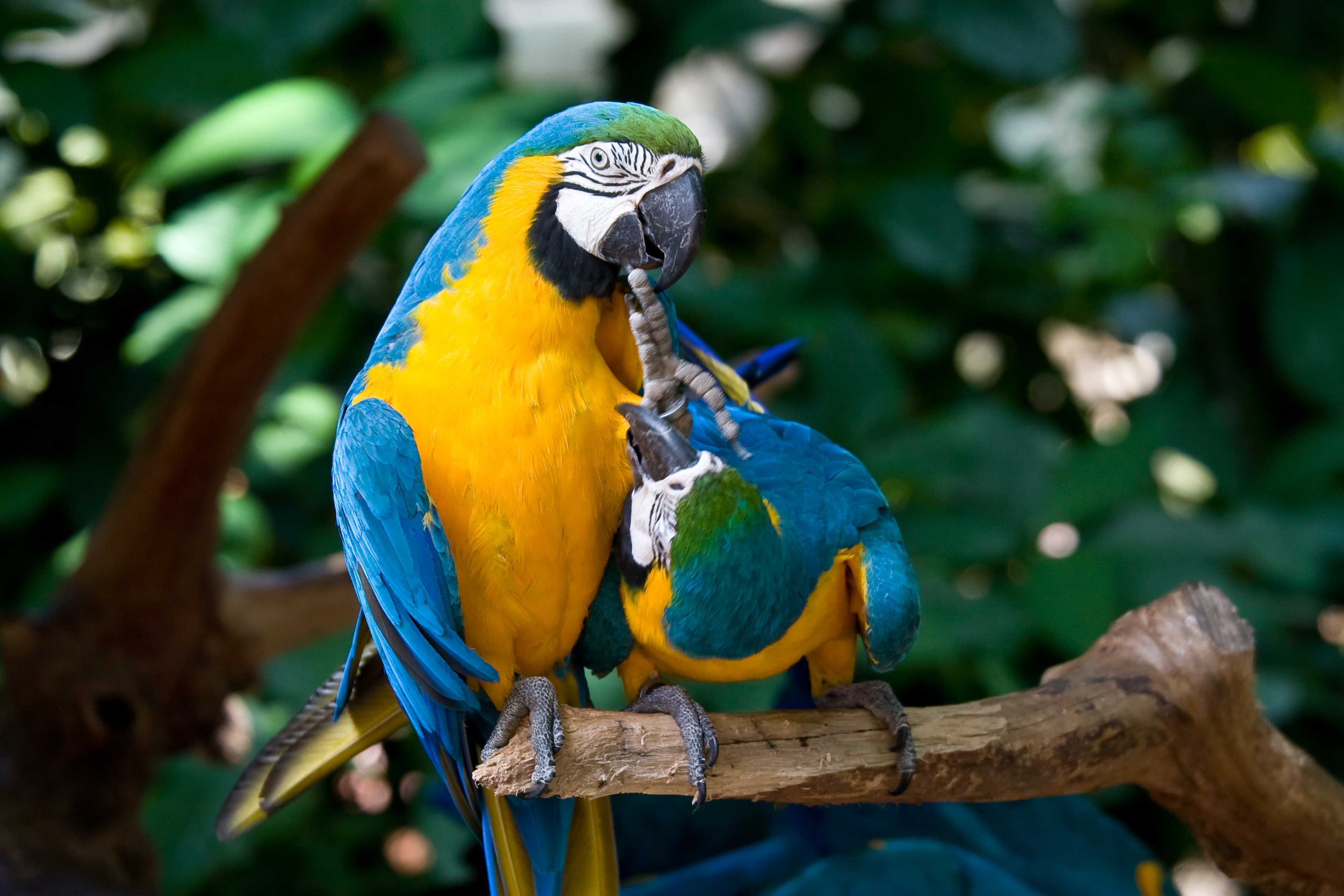 Brazil Mccaws Aras Im Vogelpark Iguacu