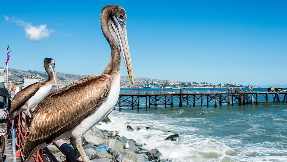 Pelicans, Valparaíso