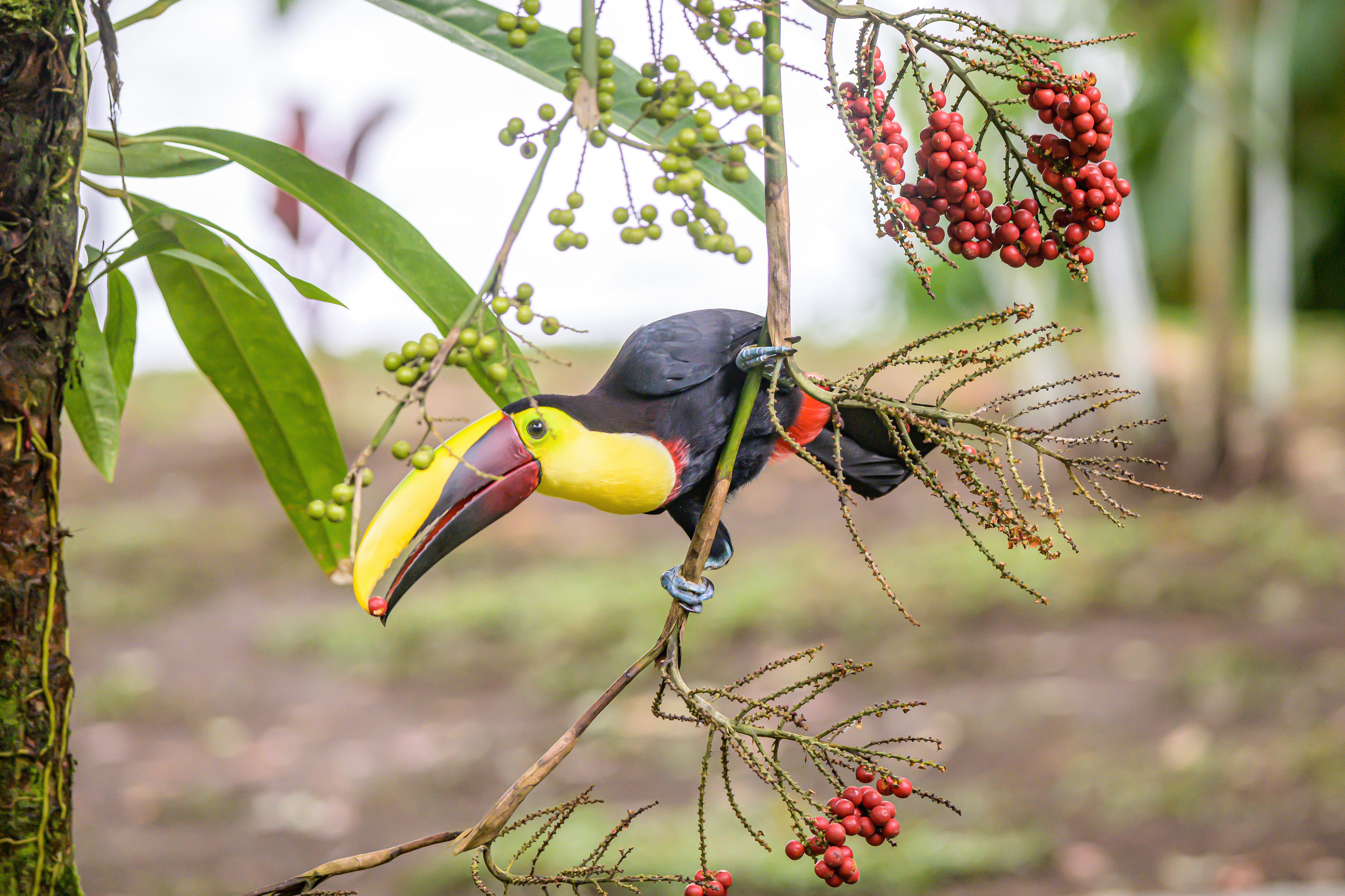 Costa Rica, Yellow Throated Toucan, Tortuguero