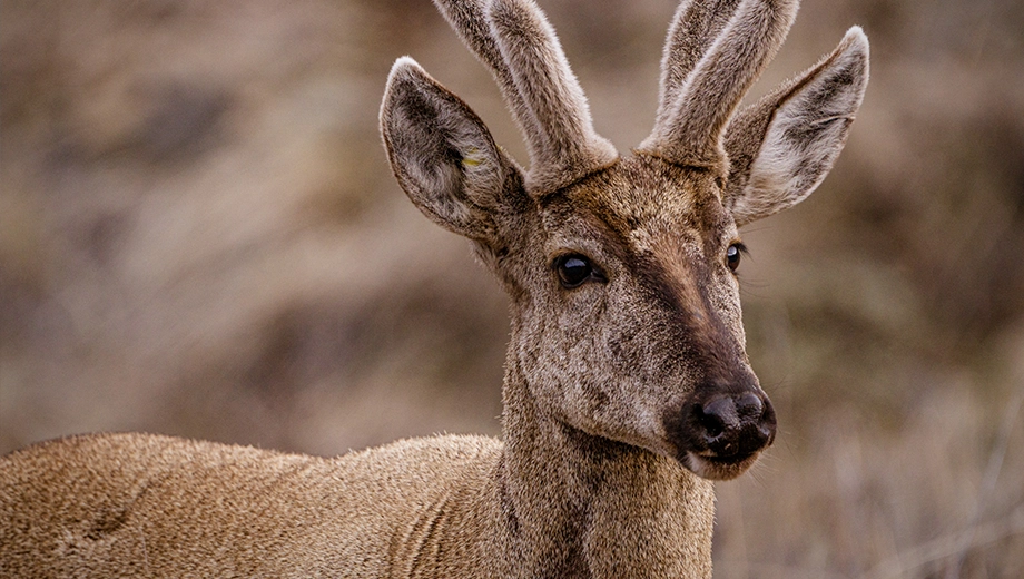 Huemul, Cerro Castillo National Park