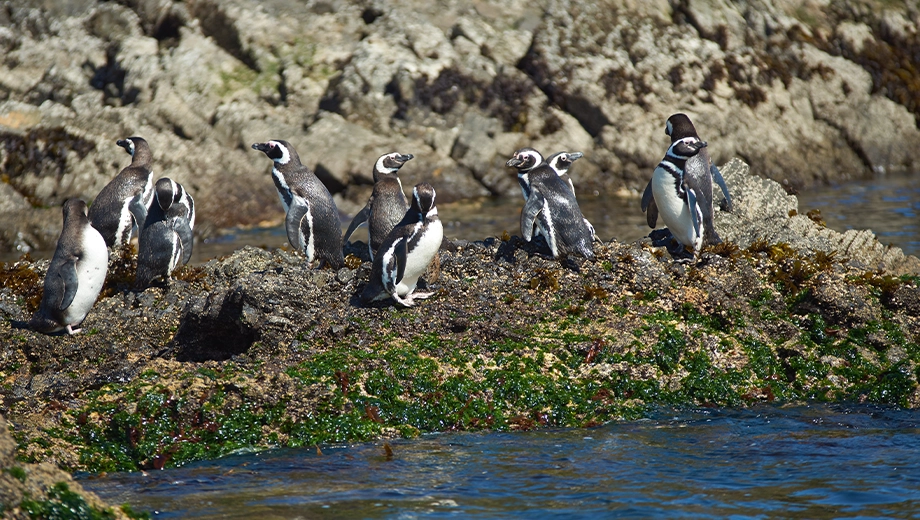 Magellanic penguins, Chiloé Island