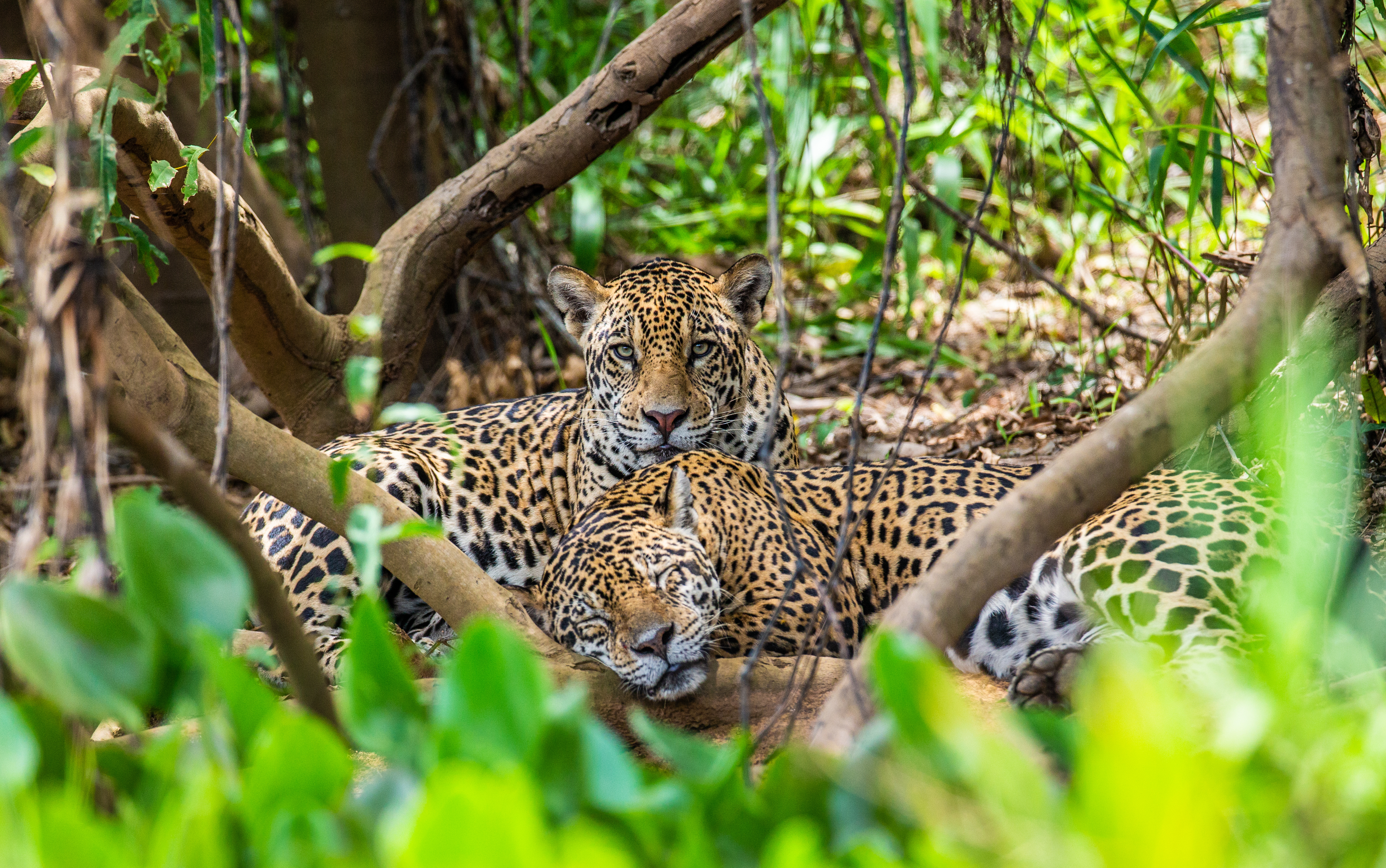 Brazil_Jaguars_Pantanal