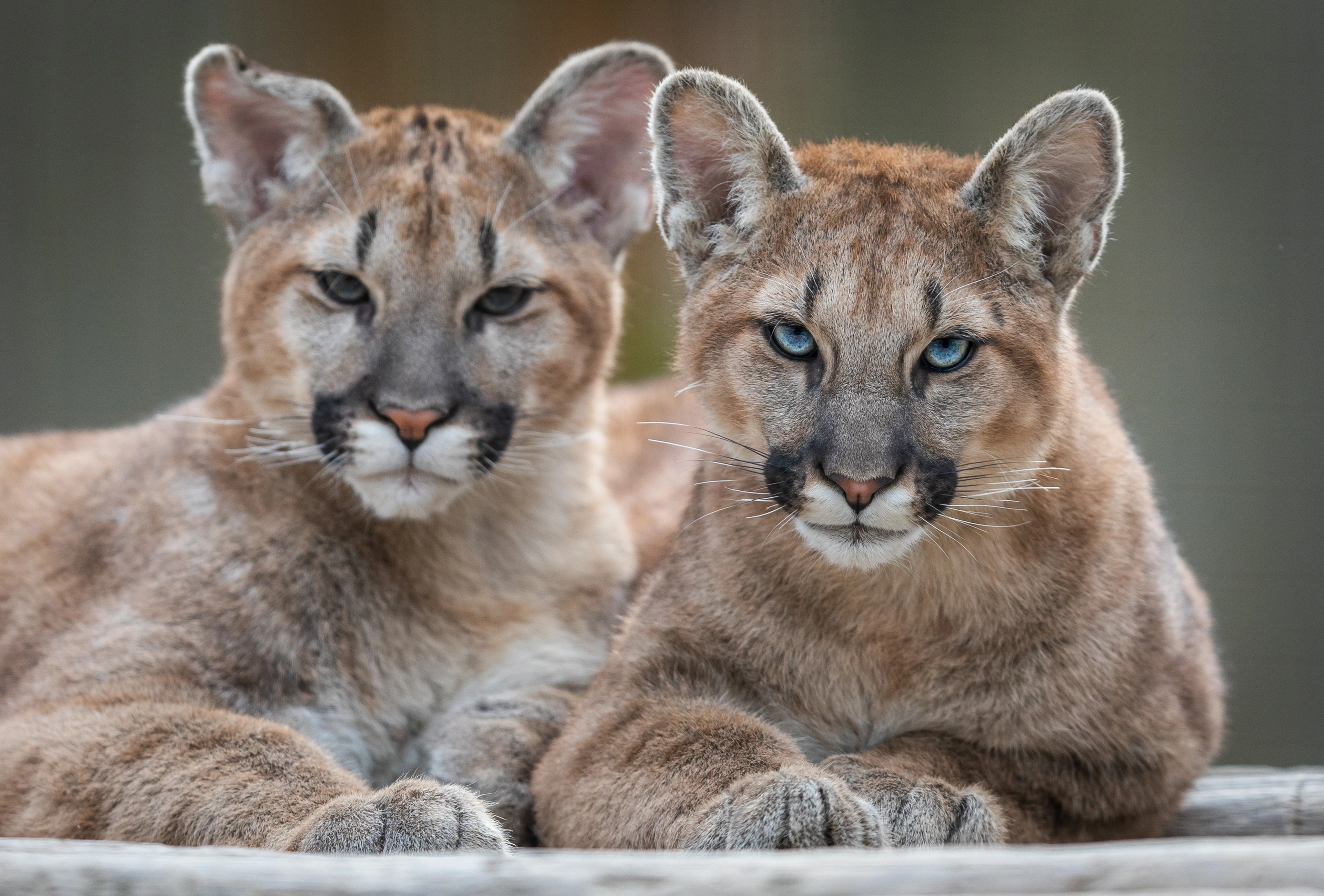 Puma Family