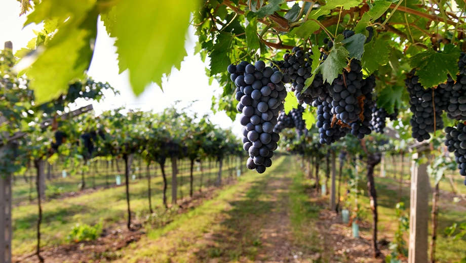 Uruguay_Ripe black grapes hanging on the vine