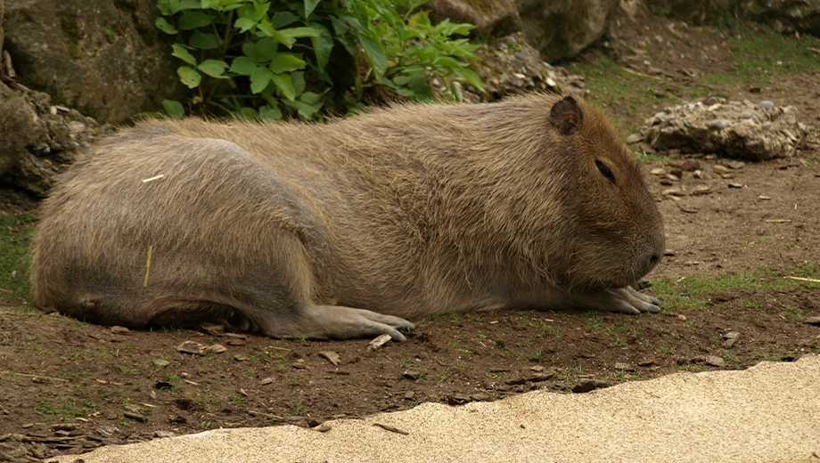 Guyana_Capybara