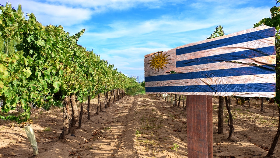 Uruguay_Vineyard Cabernet Sauvignon