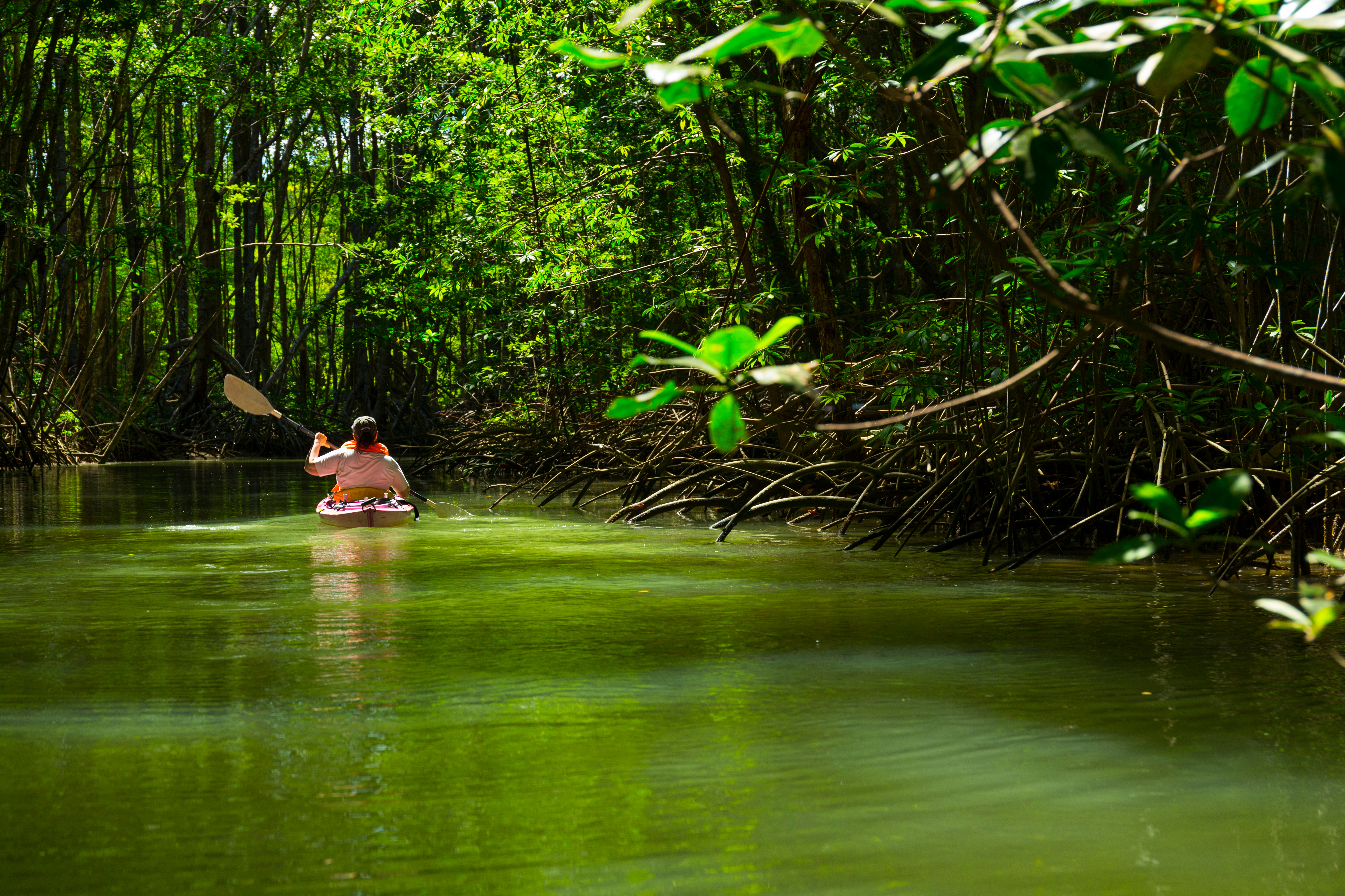 Costa_Rica_Osa_Peninsula_Mangroves