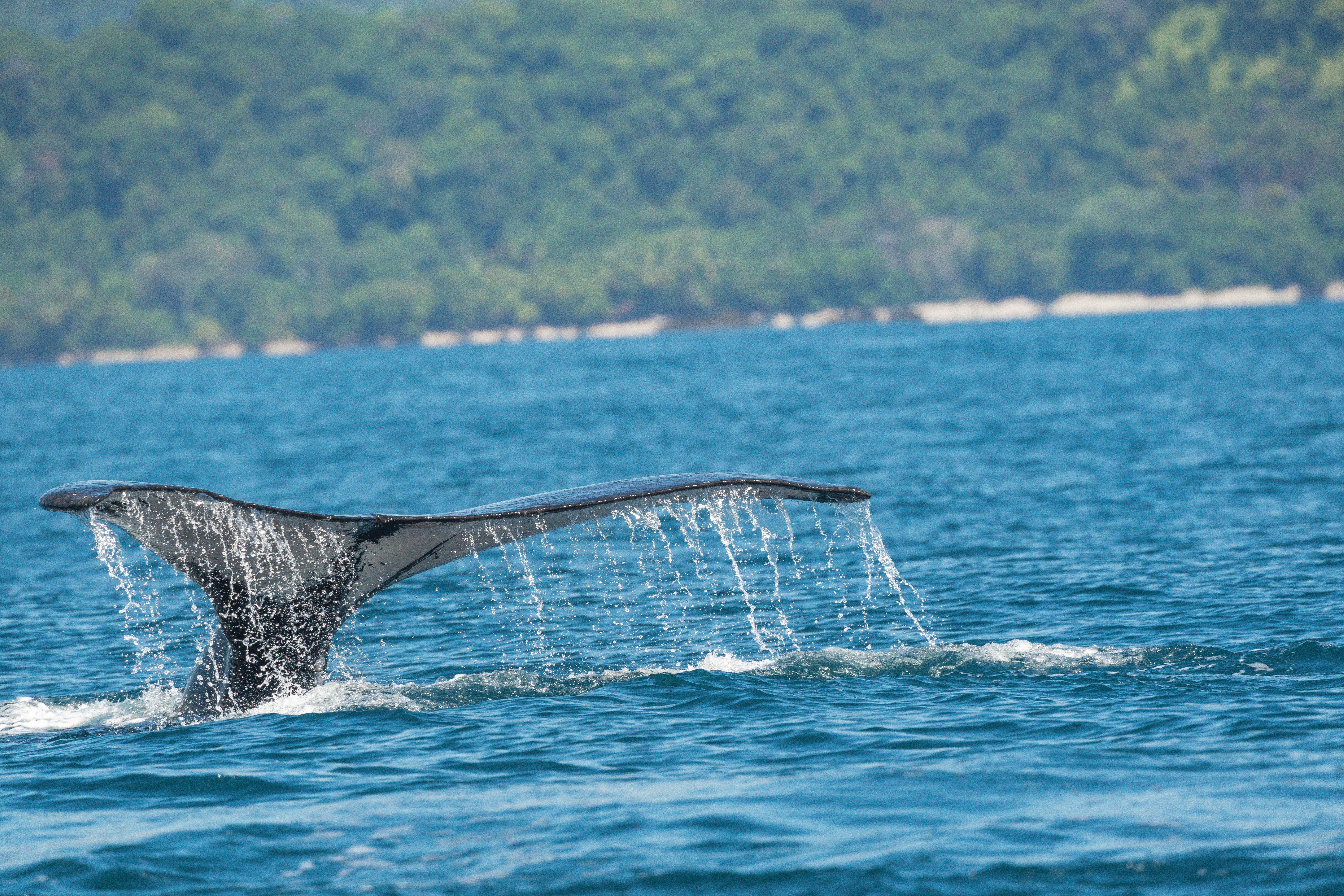 Costa Rica, Whale2