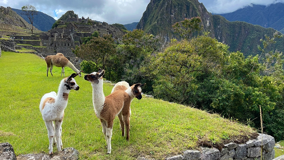 Llamas, Machu Picchu