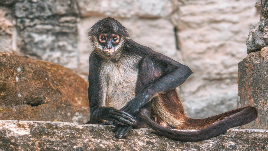 White-Bellied Spider Monkey, Tikal National Park