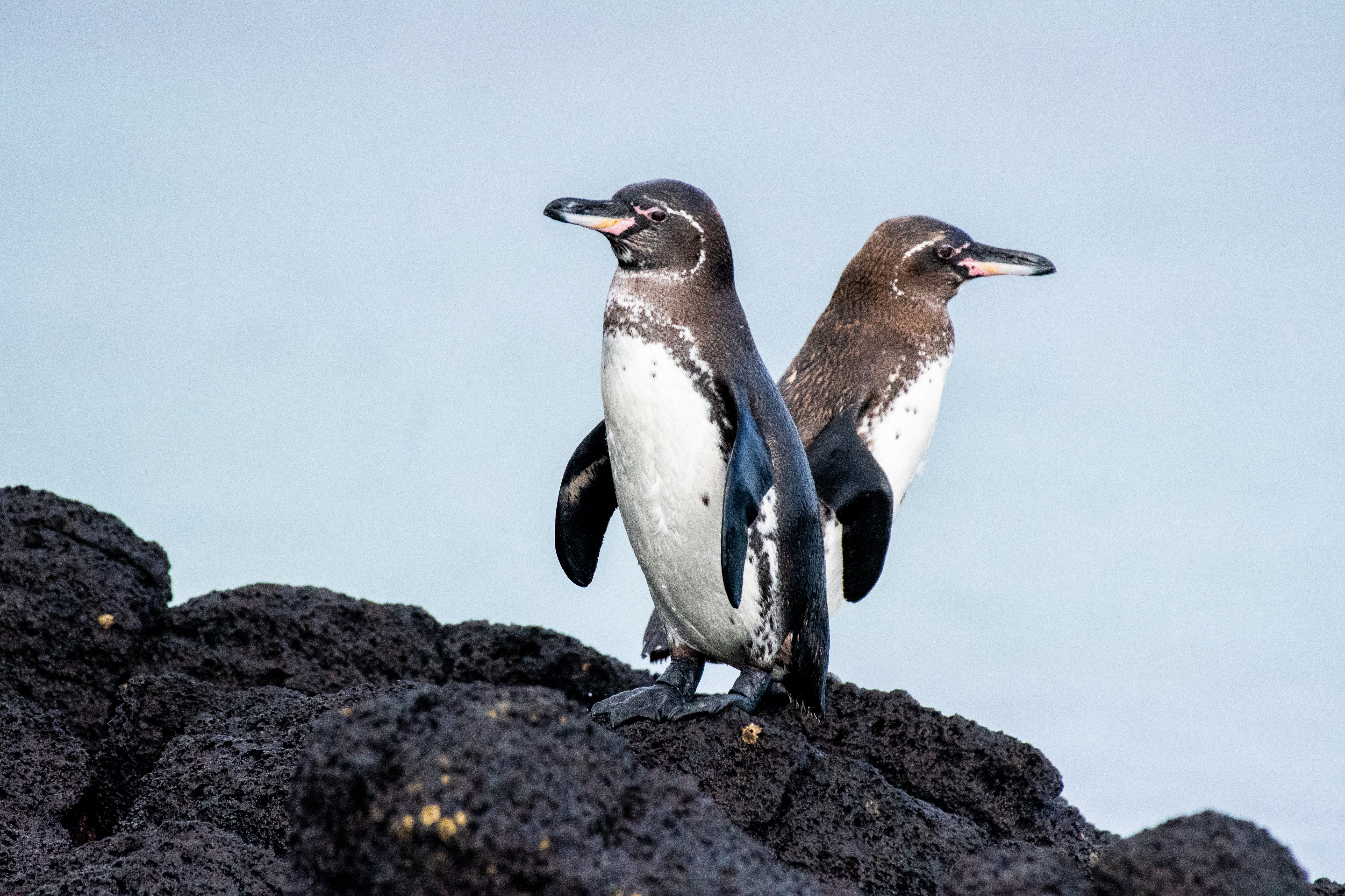 Galapagos_penguin