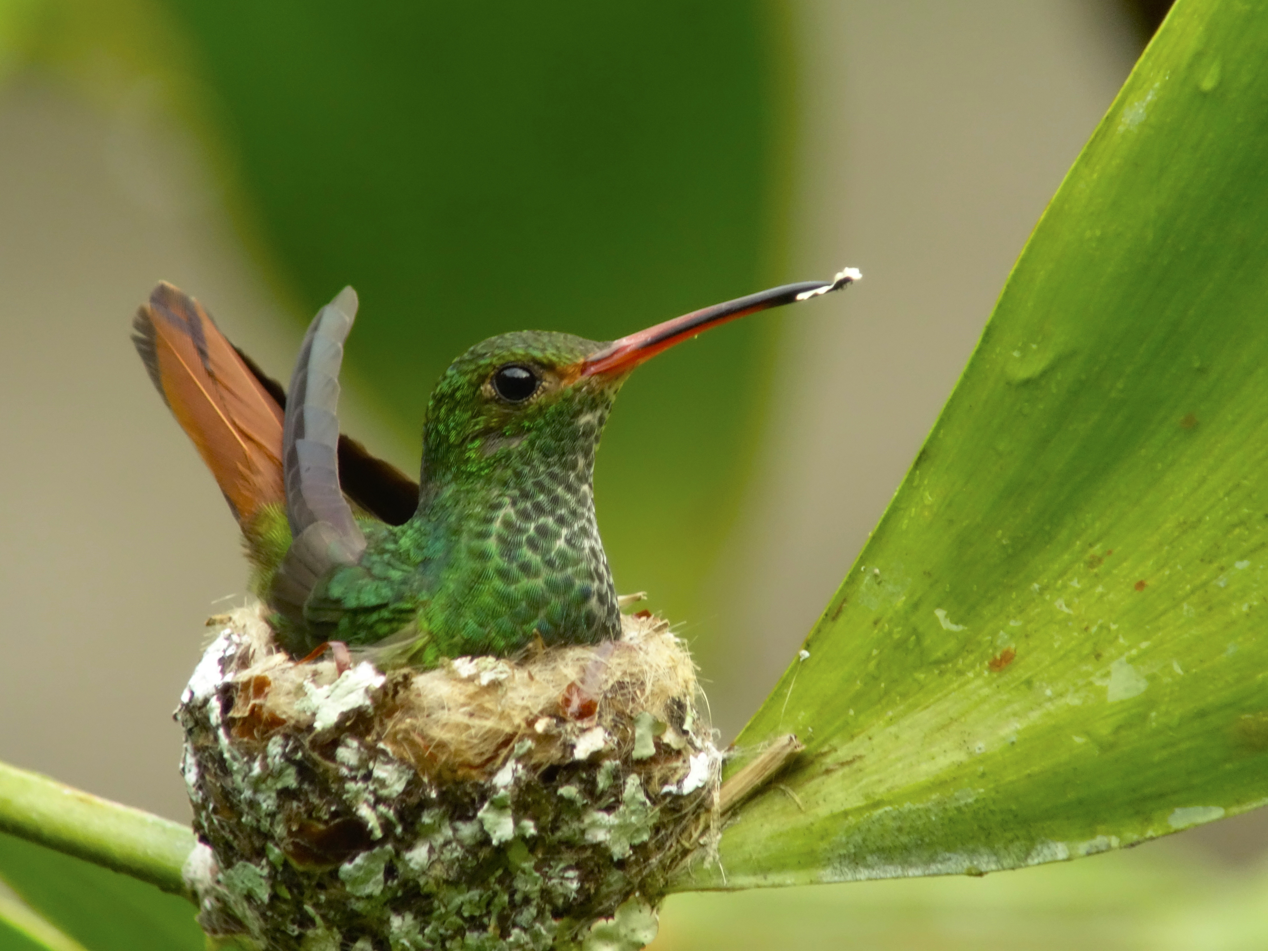 Colombia_Nuqui _bird