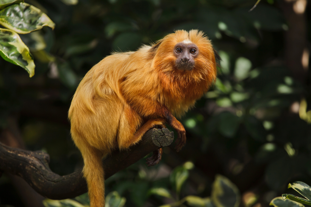 Brazil Golden Tamarin