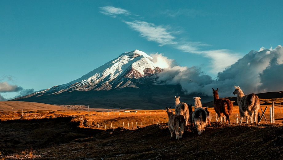 Llamas walking, Cotopaxi Volcano