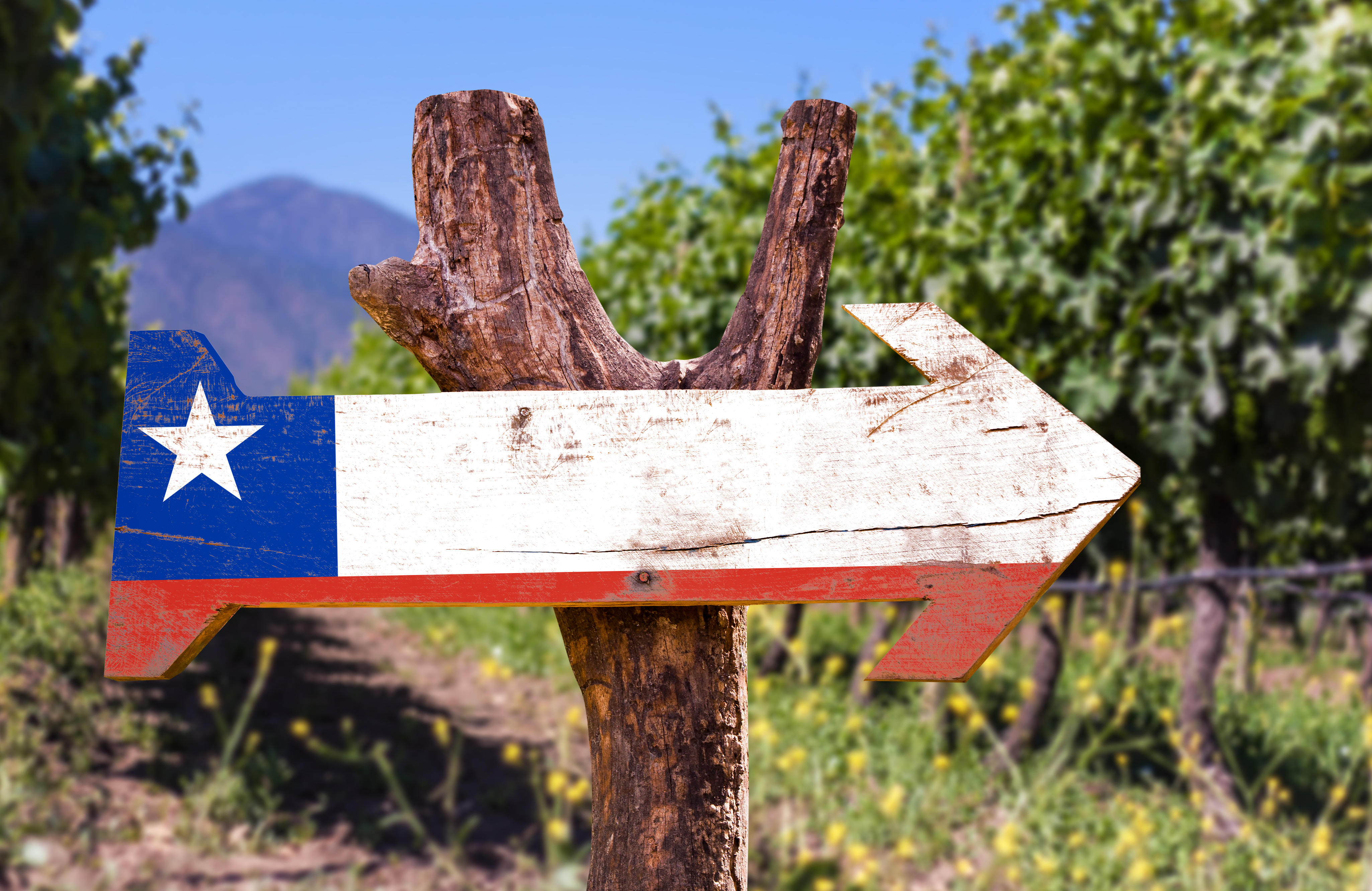 Chile Vineyards Flag