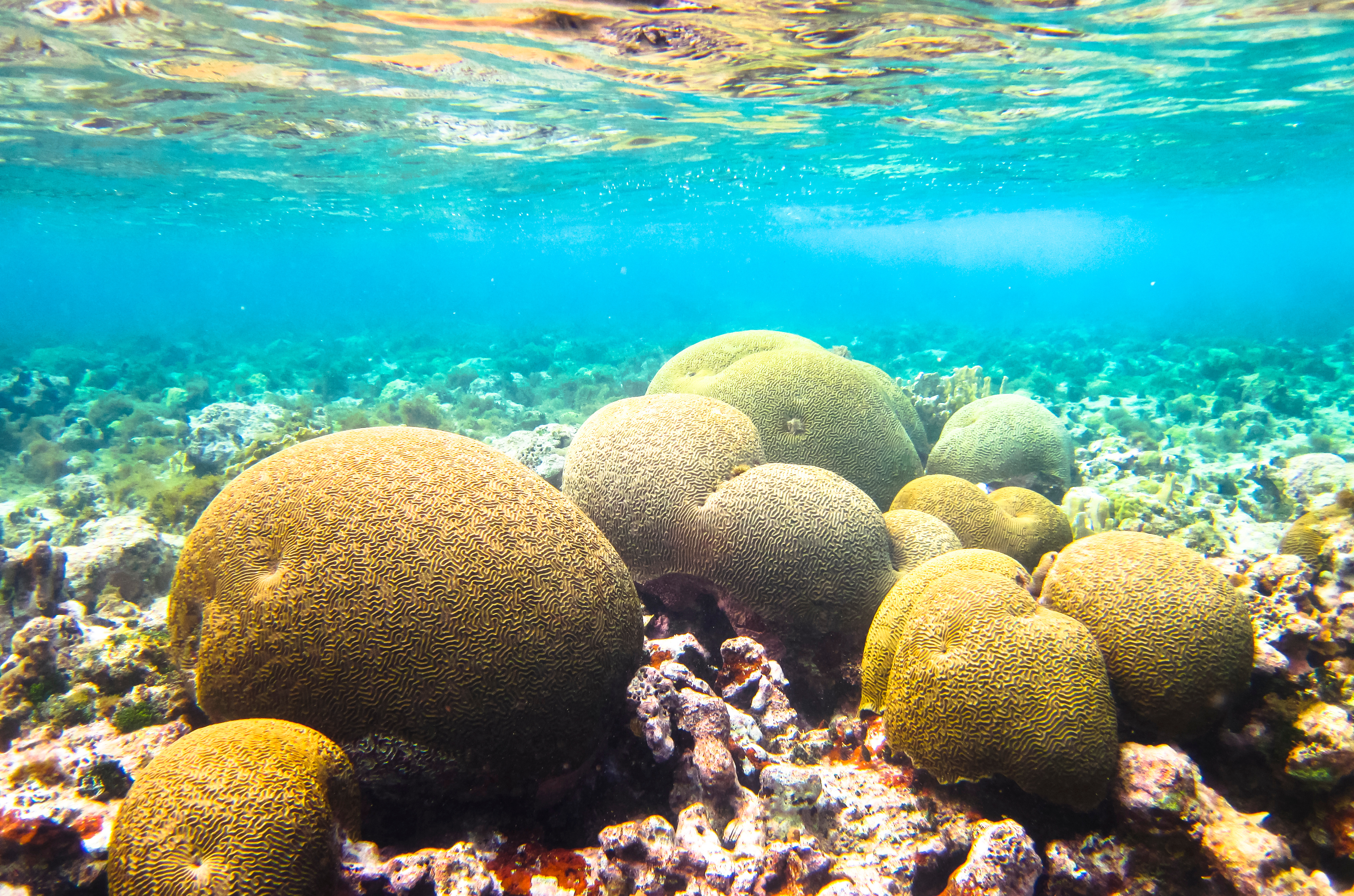 Corn Islands, Nicaragua. A Community Of Brain Coral (Family Mussidae Or Merulinidae) In The Caribbean Sea.