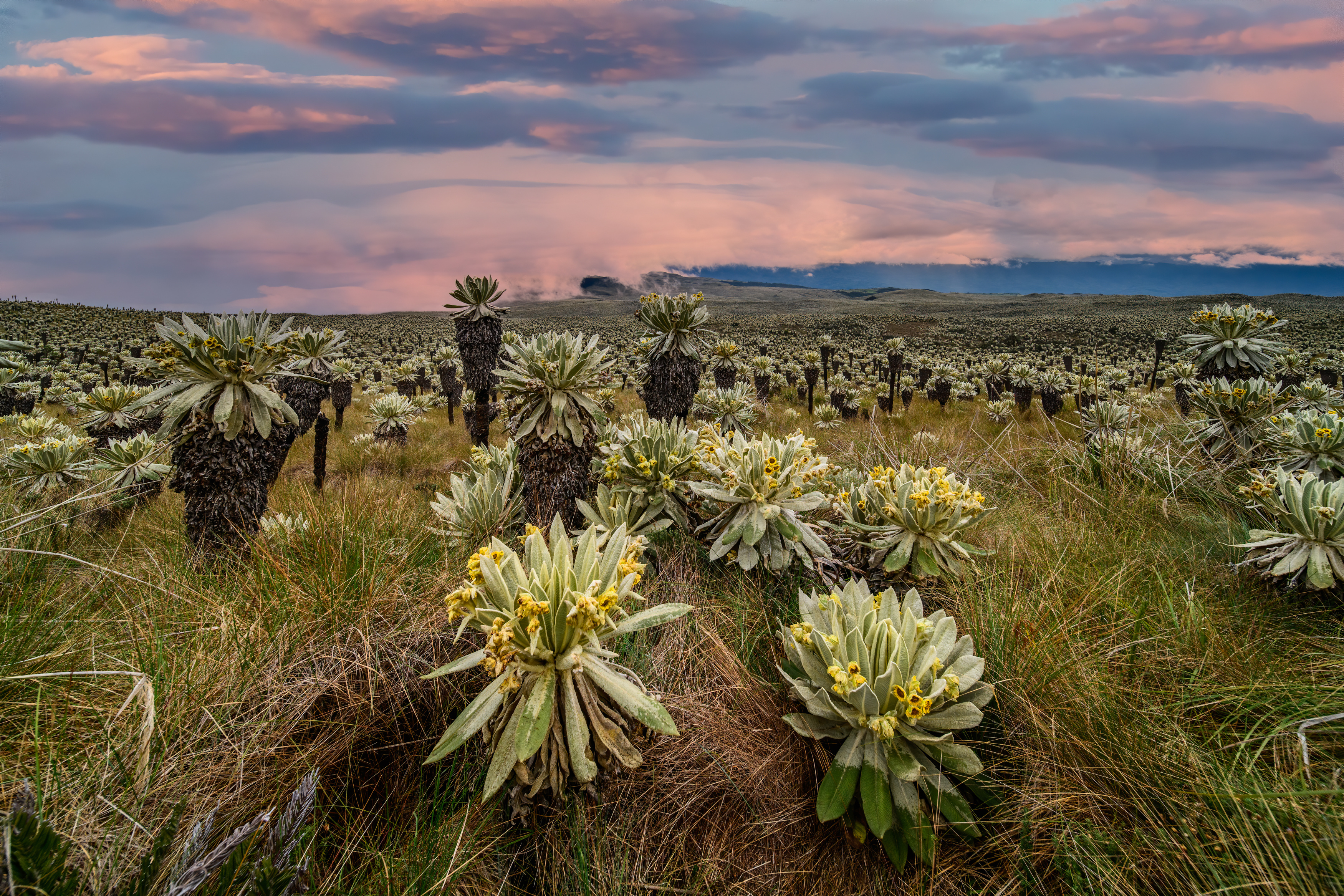 Ecuador_ paramo in El Angel Ecological Reserve