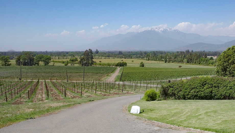 Vineyard near Santiago