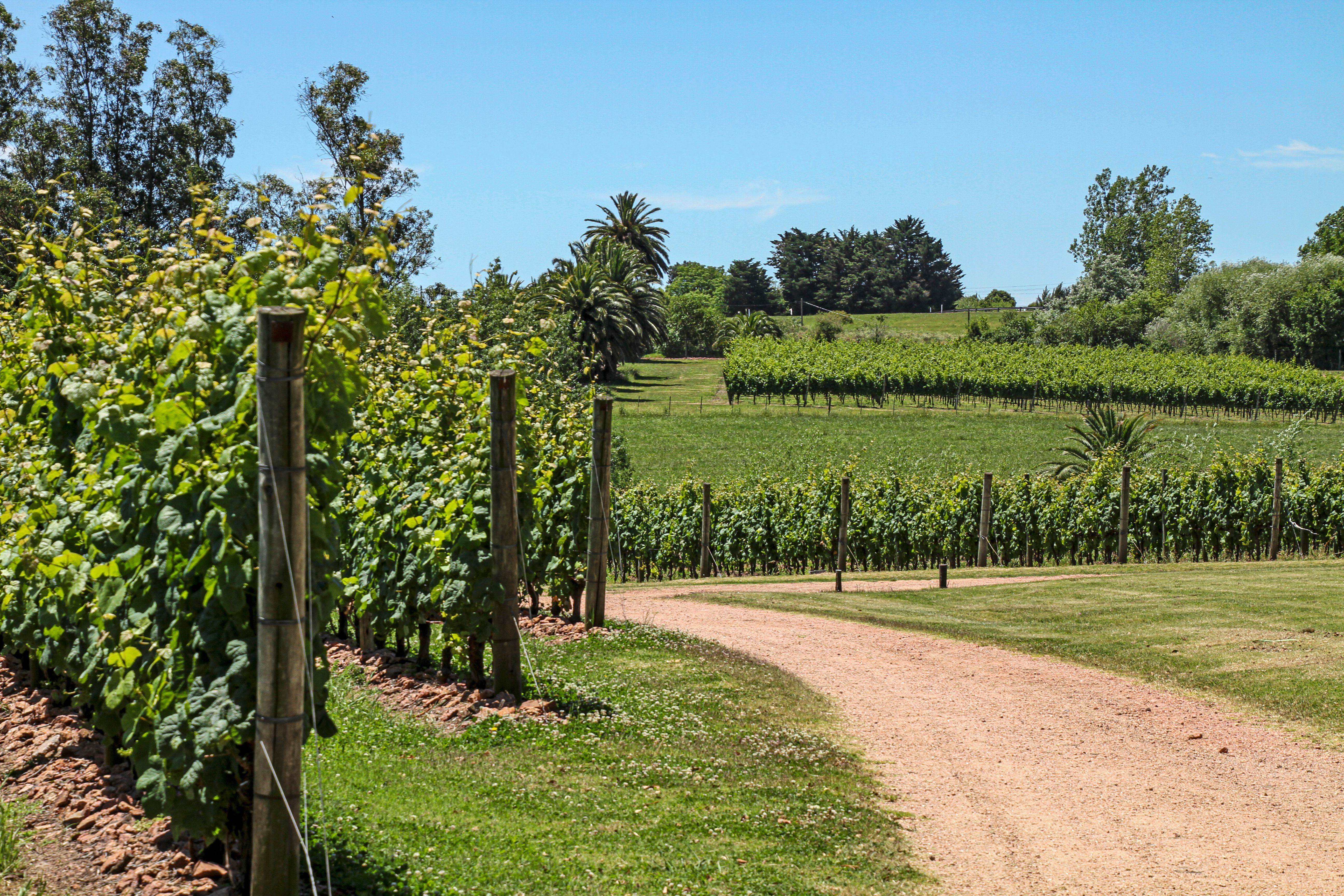 Uruguay_Vineyard