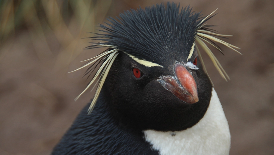 Falklands_West Point Island_Rockhopper penguin