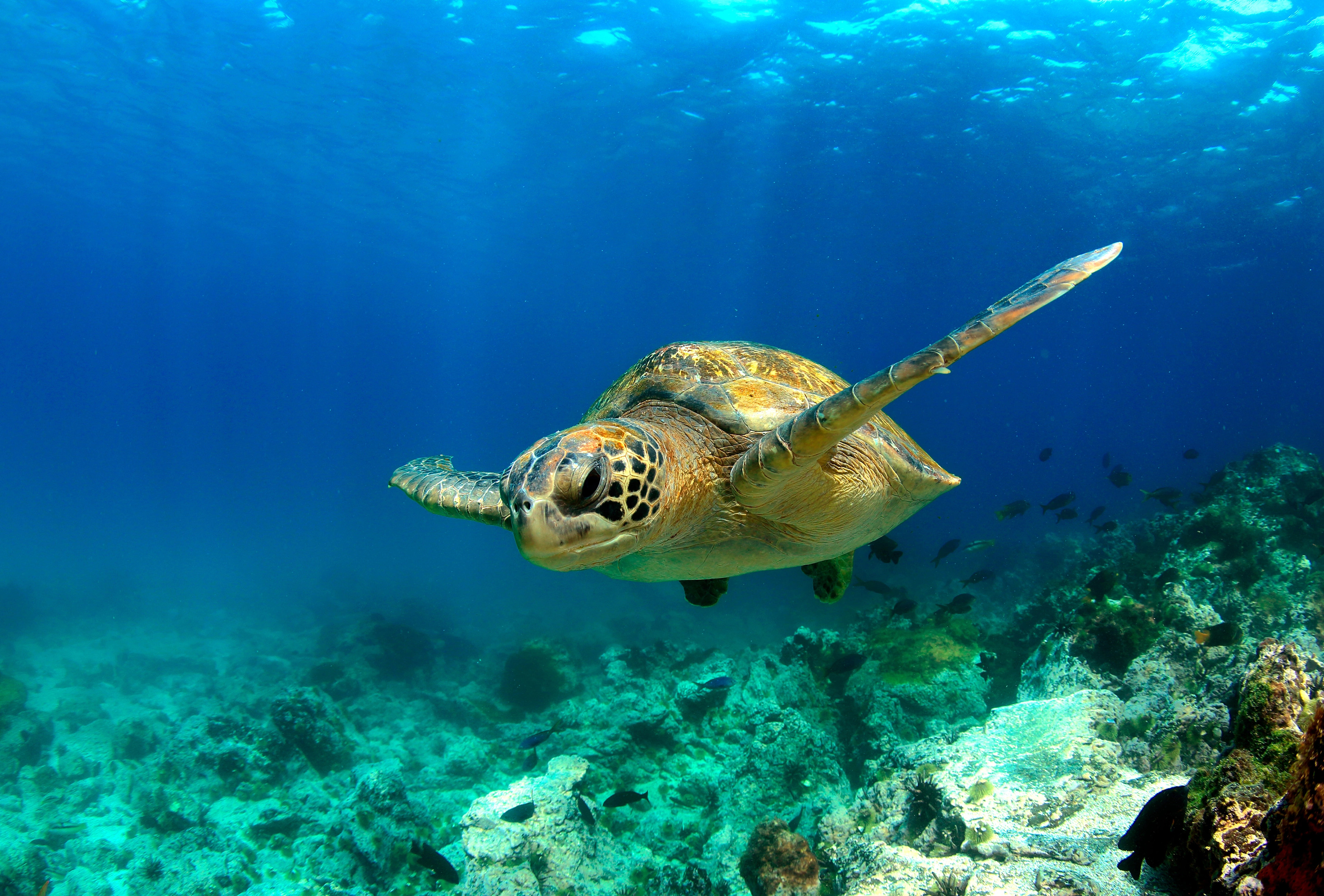 Galapagos Sea Turtle Banner