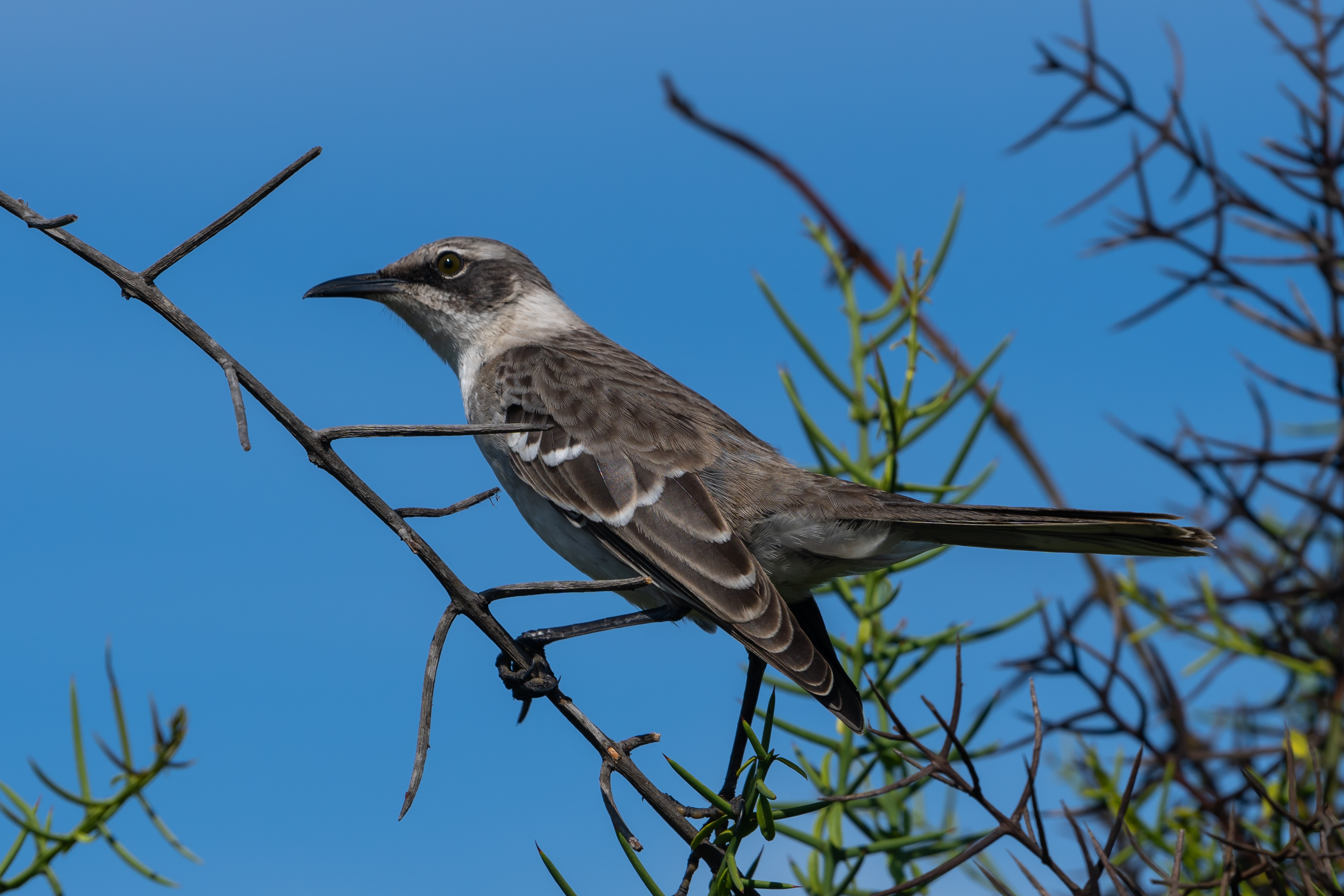 Galapagos_Mockingbird