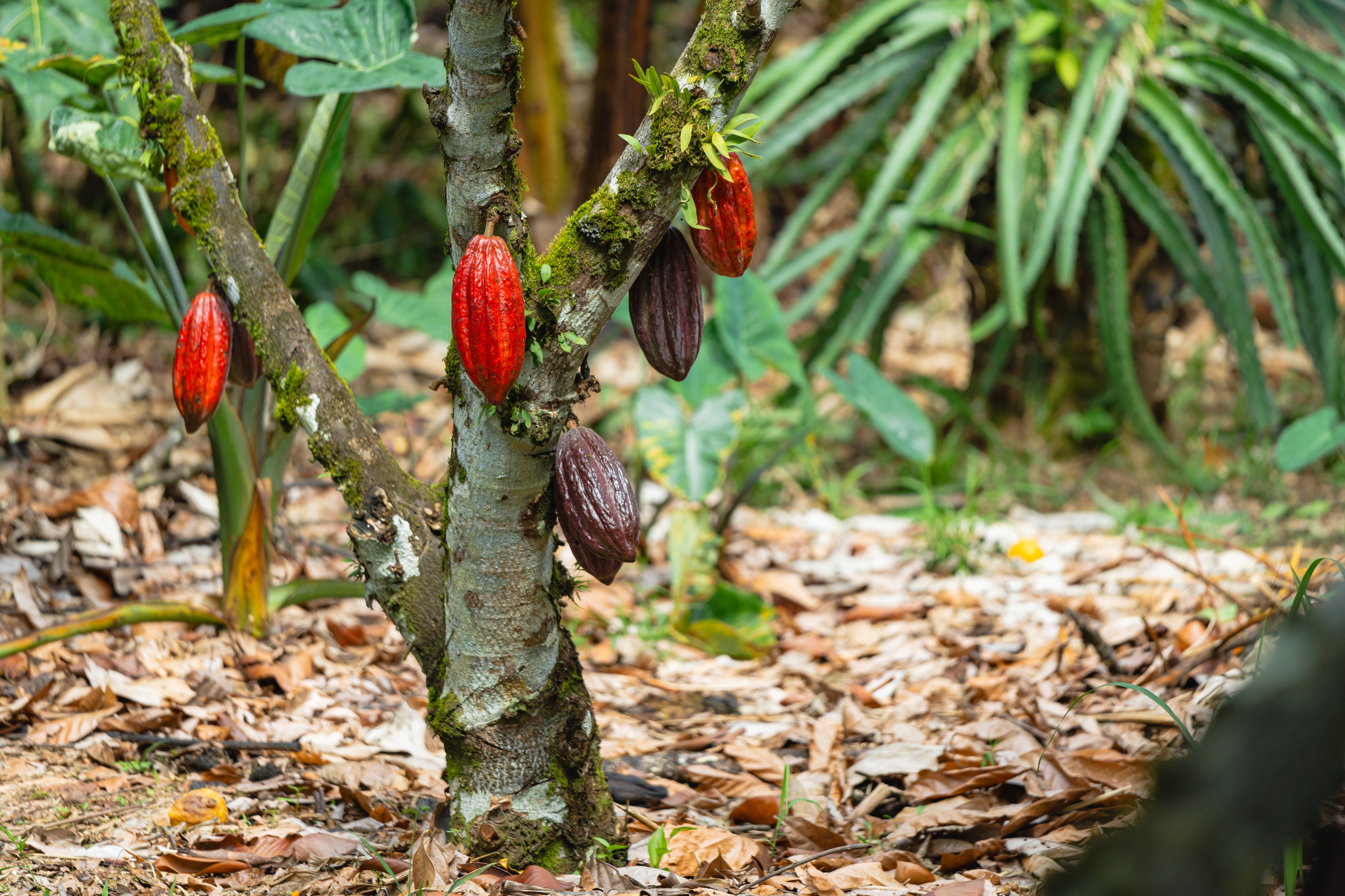 Costa Rica Cacao Tree With Ripe Cacao Pods Growing In A Tropical Plantation In Costa Rica