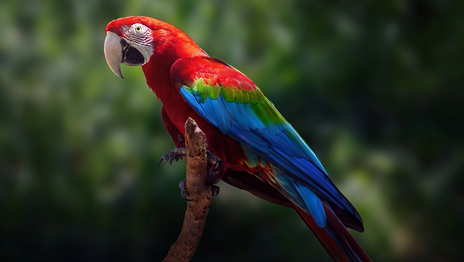 Red-and-green macaw, Guyana