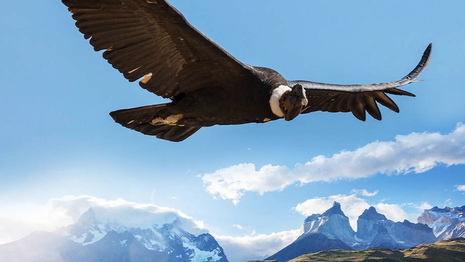 Condor, Torres del Paine