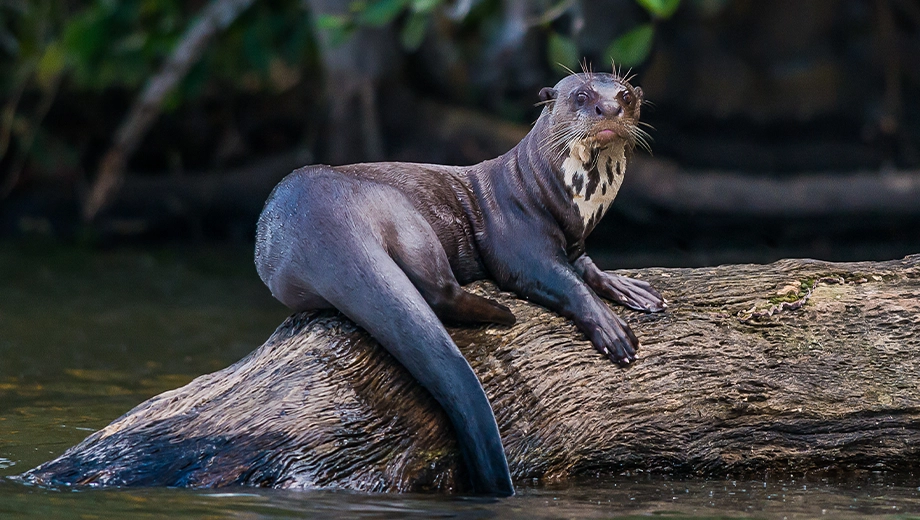 Peru_Amazon_Giant_Otter