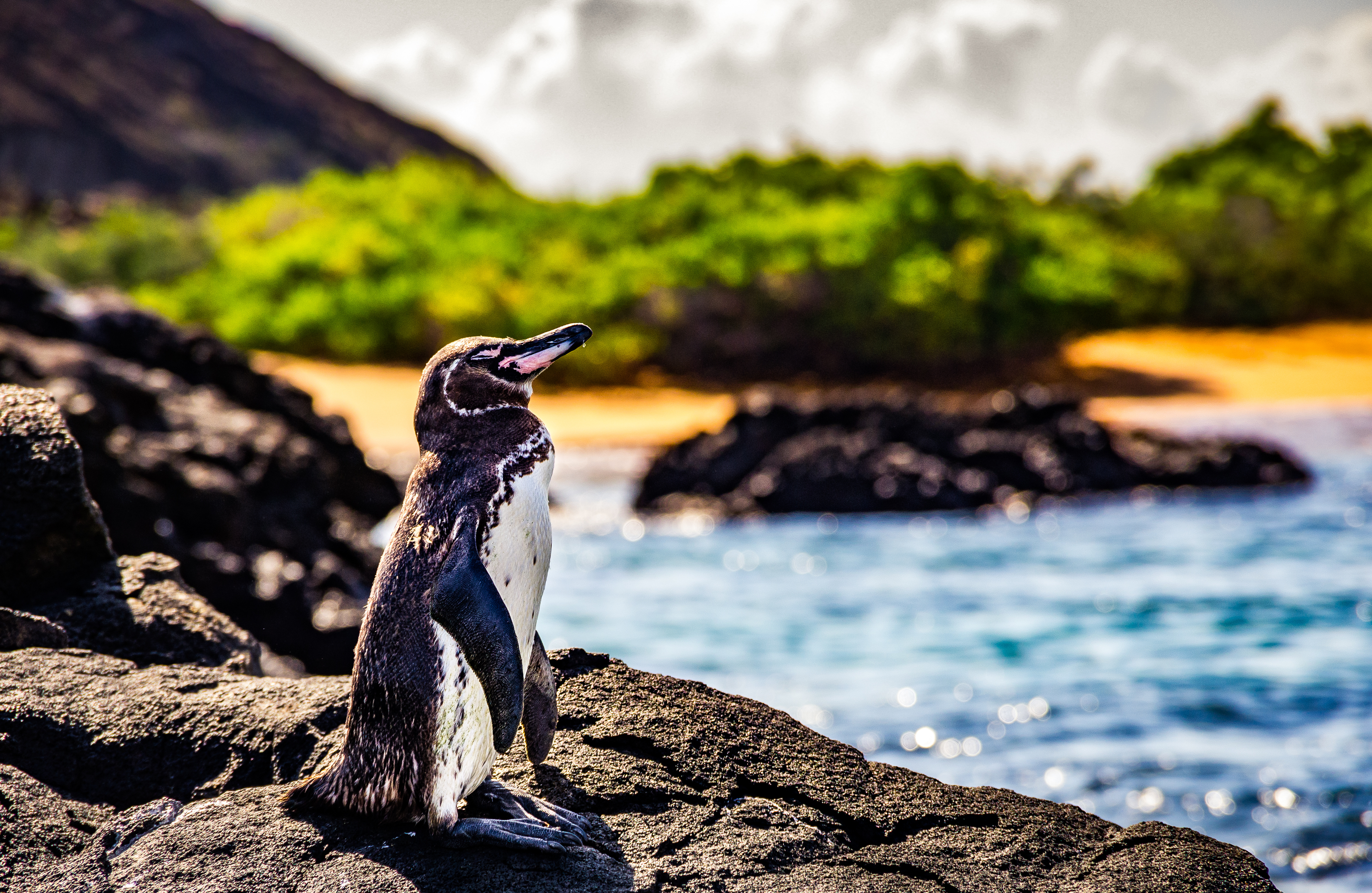 Galapagos_Islands_Galapagos_Penguin