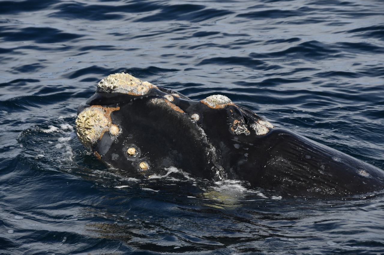 Southern right whale close-up in Peninsula Valdes