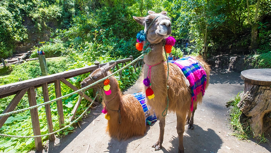 Ecuador Otavalo Alpaca