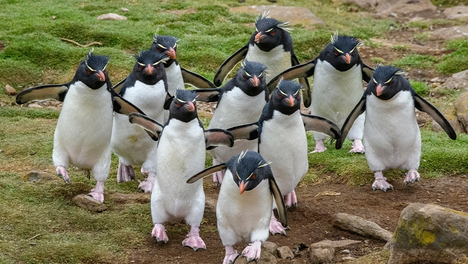 Falklands_Saunders Island_Southern Rockhopper penguins