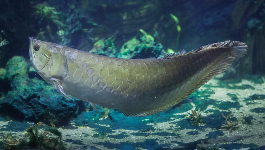 Silver arowana, Rupununi