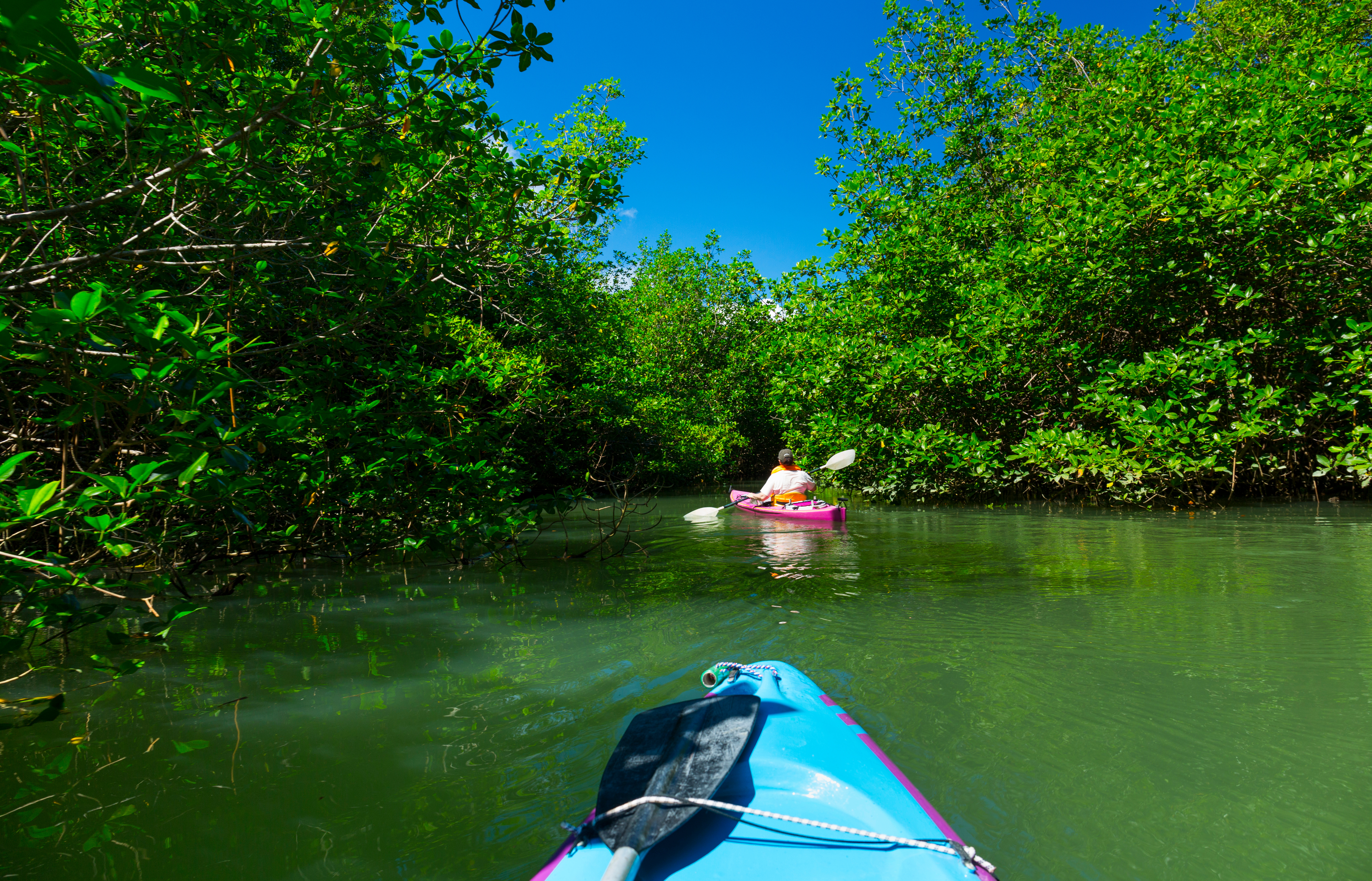 Costa Rica Mangrove, Puerto Jiménez, Golfo Dulce