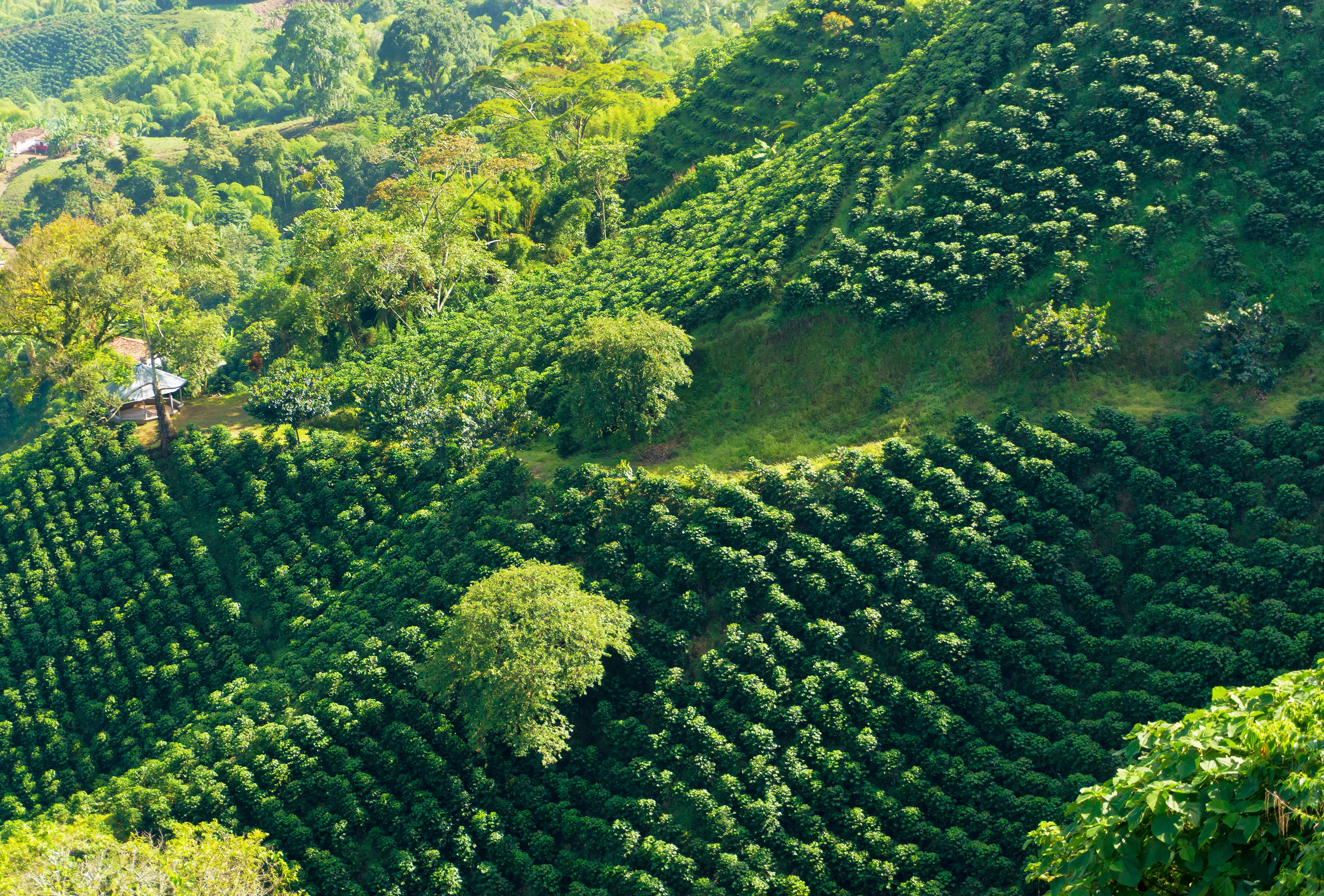 Coffee plantation, Coffee Region