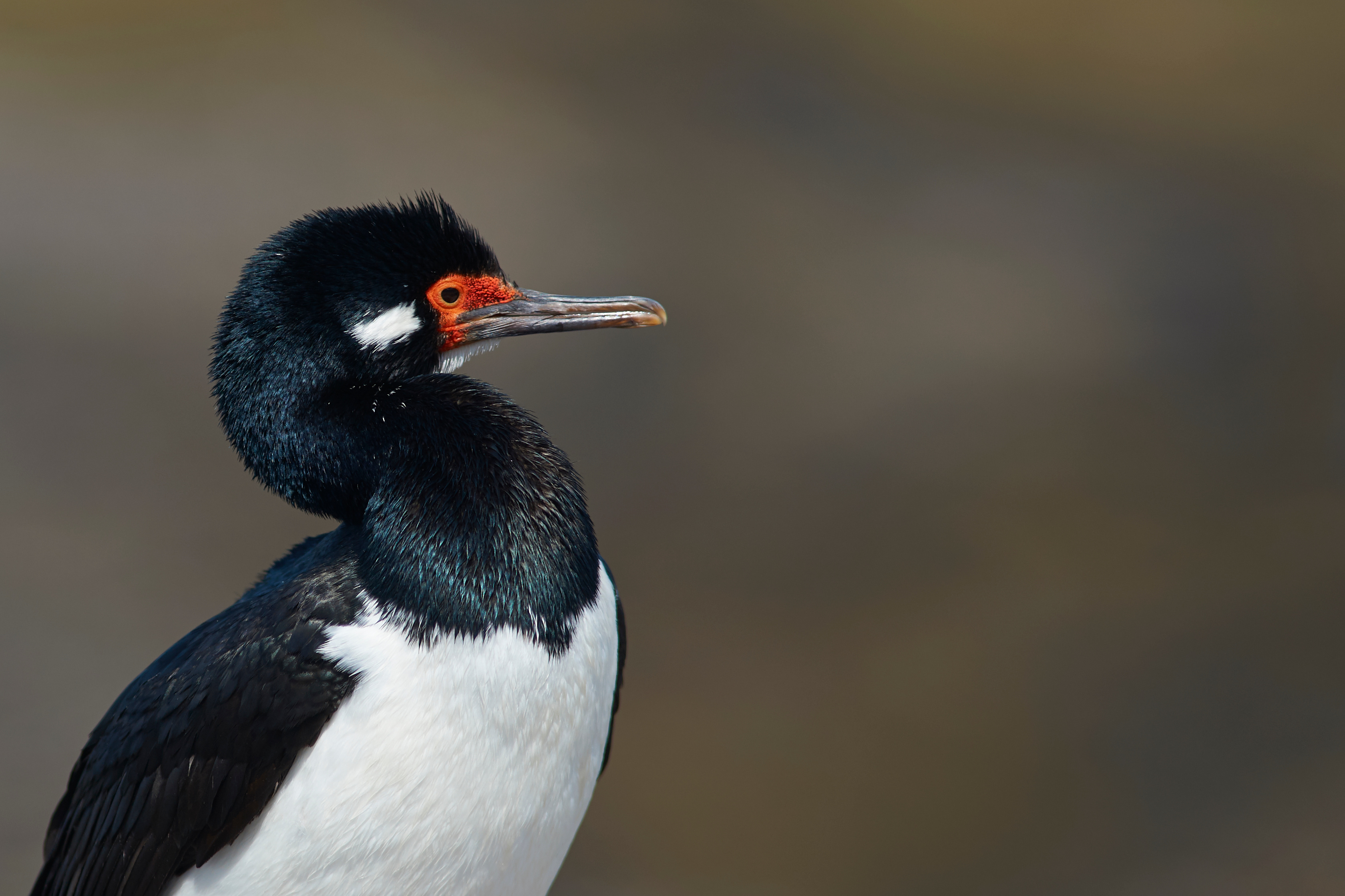 Falklands_Rock_Shag_Bleaker_Island