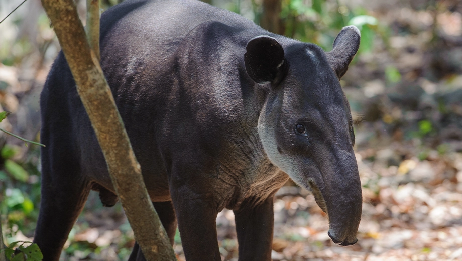 Costa Rica_Corcovado_Baird's tapir