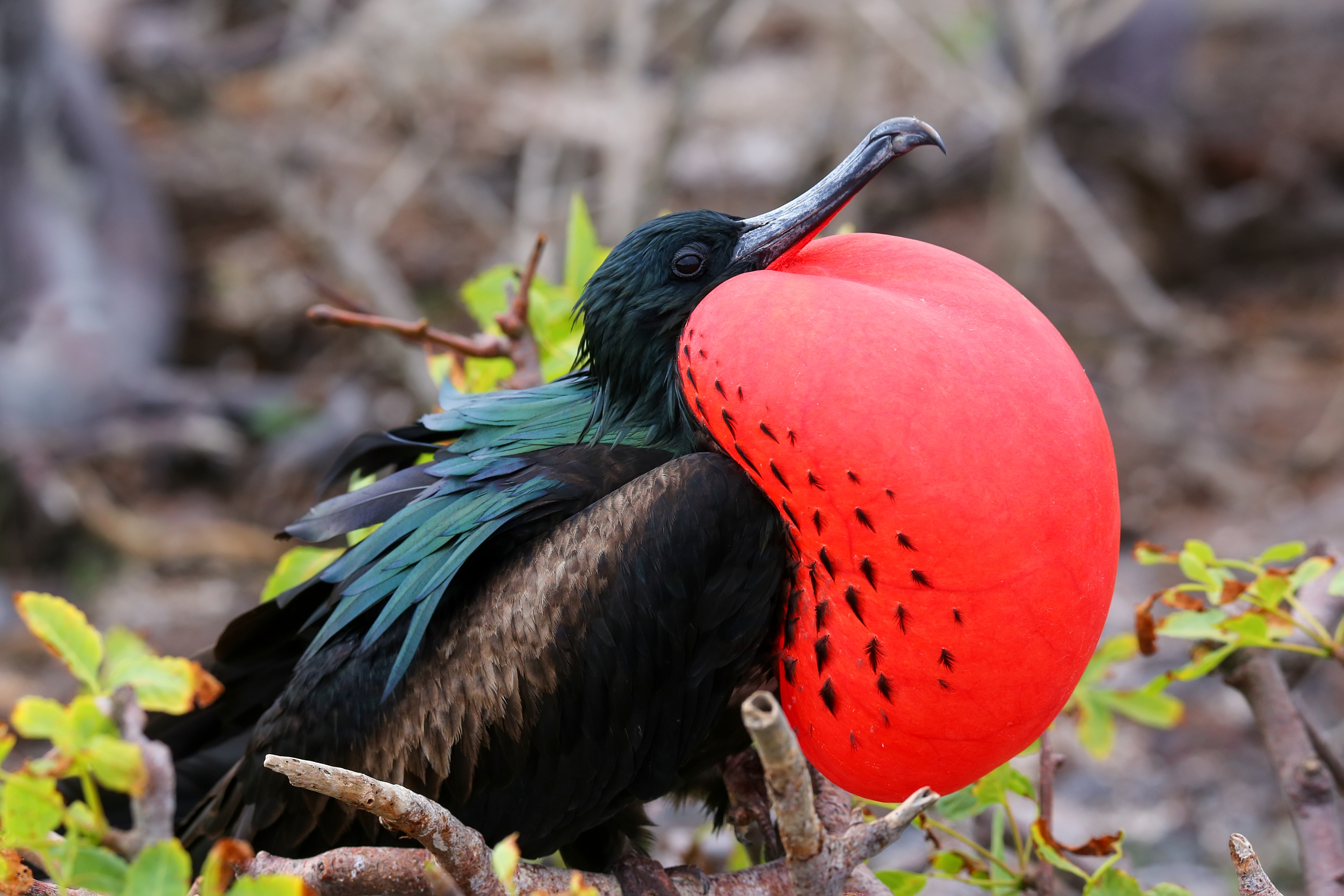 Galapagos_Frigate_Bird