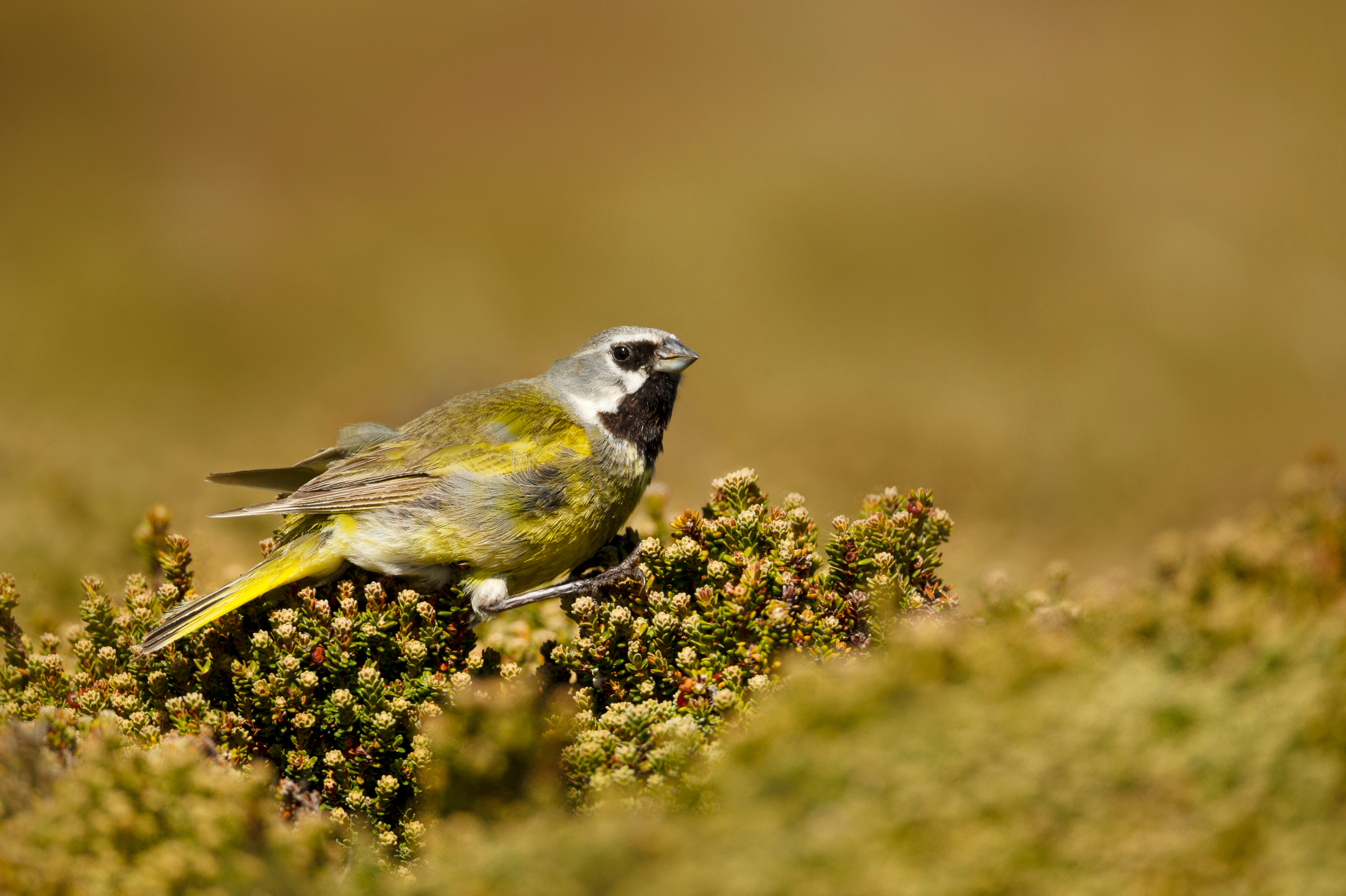 Falklands_white-bridled finch