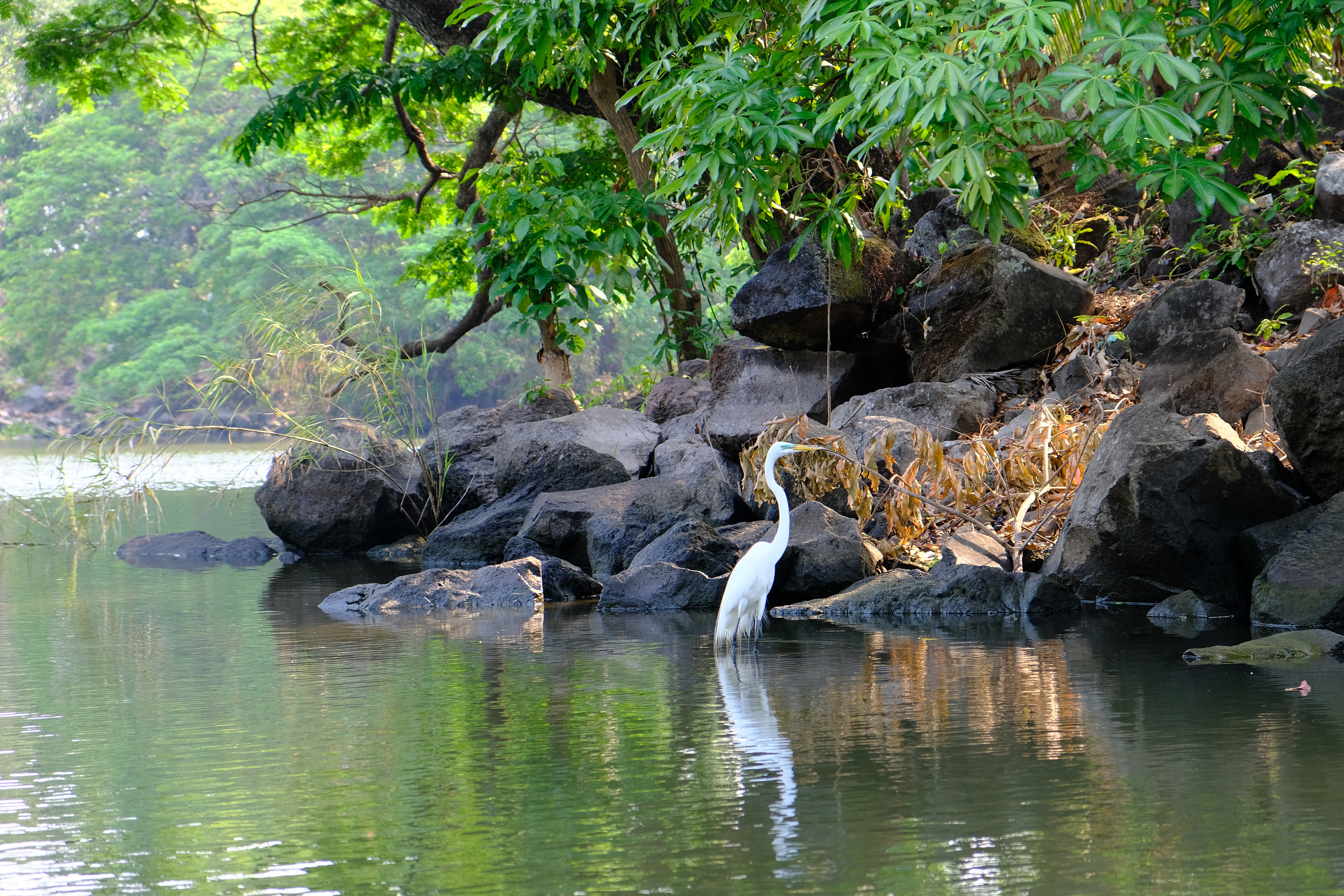 Nicaragua Granada Las Isletas De Granada Islets Of Granada Bird Watching Tour