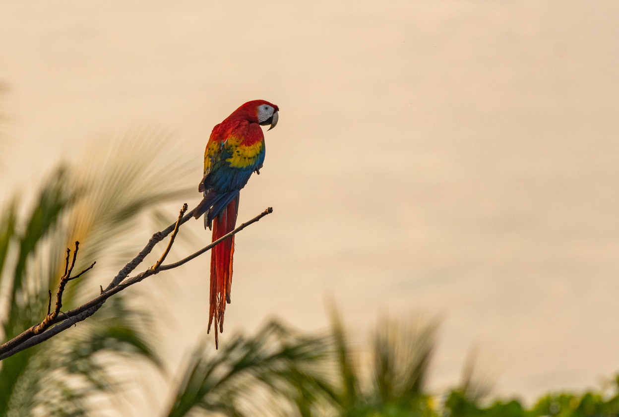 Scarlet Macaw Perched in a Tree