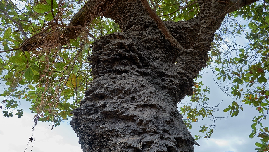 Close up of an arboreal termite nest, Rupununi Savannah