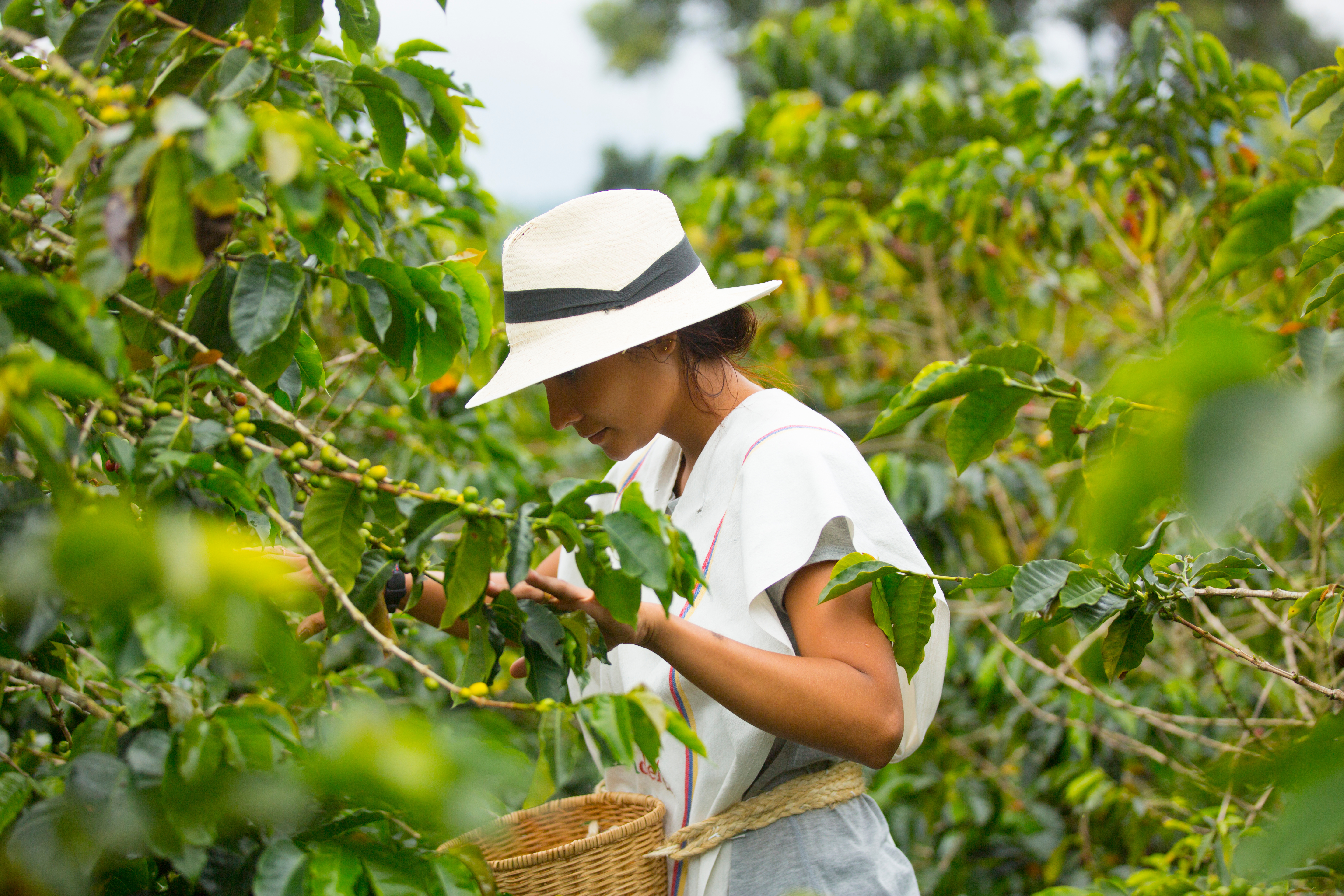 Colombia_Coffee_Region