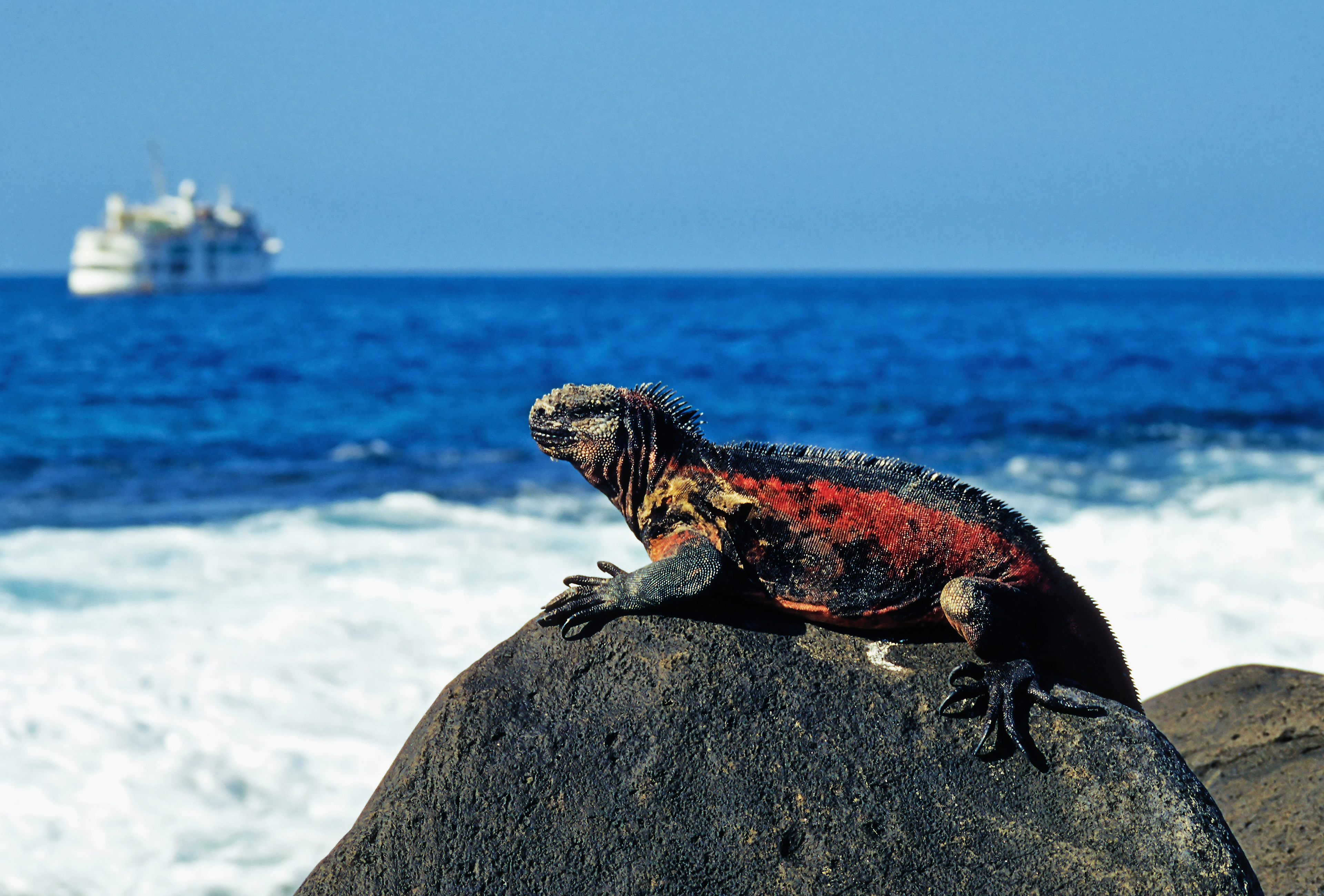 Galapagos_Marine iguana on a rock