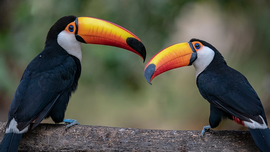 Toco Toucan, Guyana