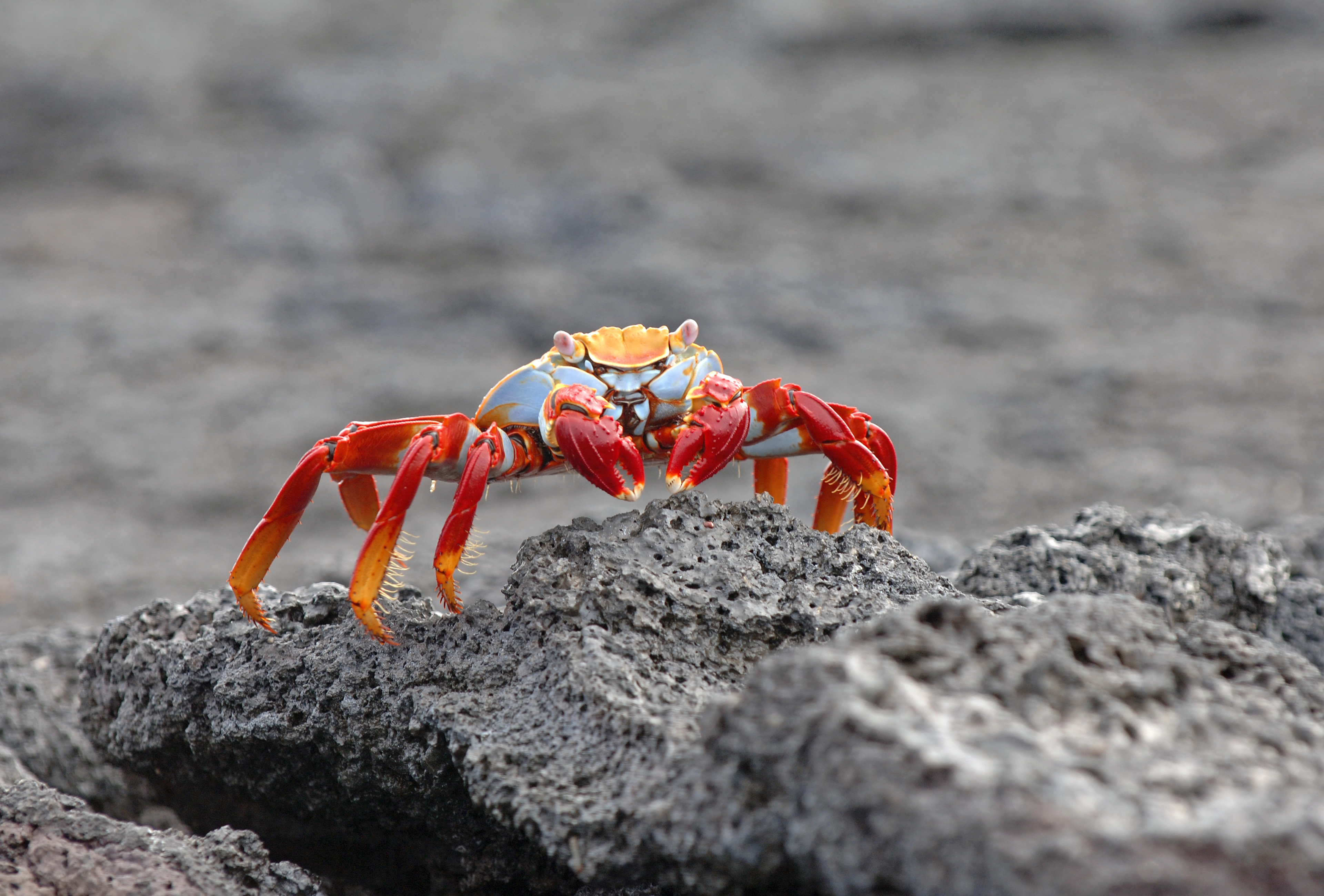 Galapagos_Sally Lightfoot Crab